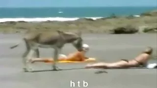 Dois namorados tenta ...